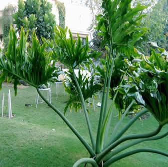 Bed and Breakfast New Delhi Images